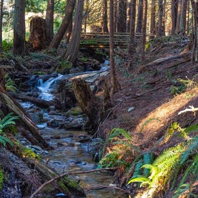 Forest Haven Hideaway Roberts Creek Экстерьер фото